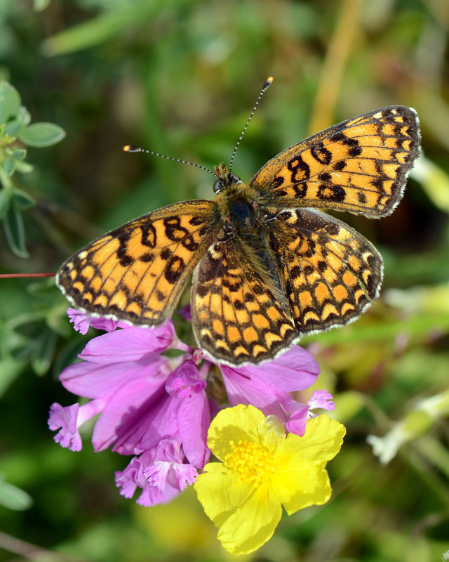 Melitaea phoebe ?